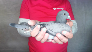 Pigeon image