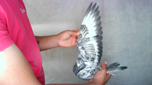 Pigeon image