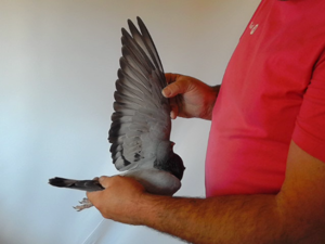 Pigeon image