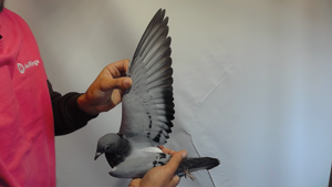 Pigeon image