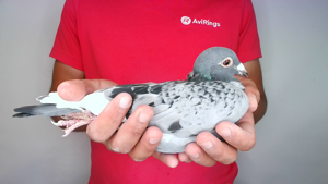 Pigeon image