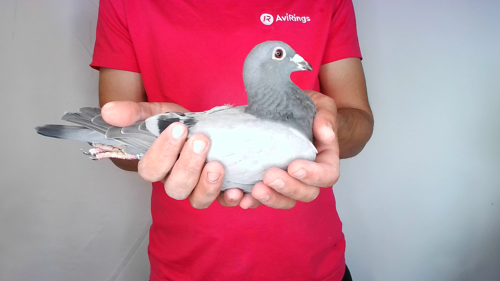 Pigeon image