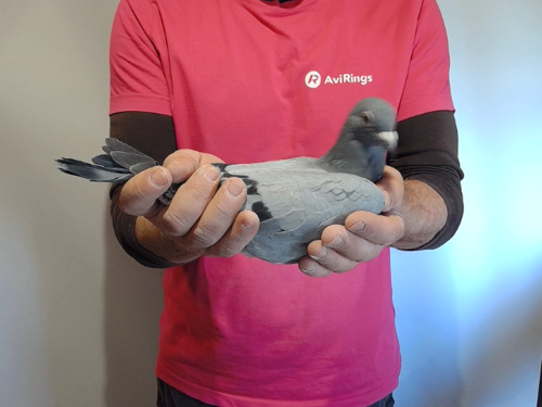 Pigeon image