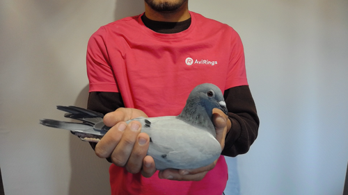 Pigeon image