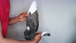 Pigeon image