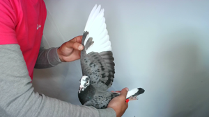 Pigeon image