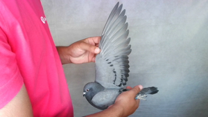 Pigeon image