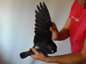Pigeon image