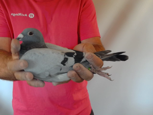 Pigeon image