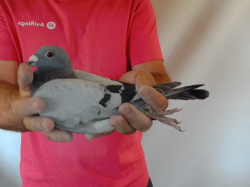 Pigeon image