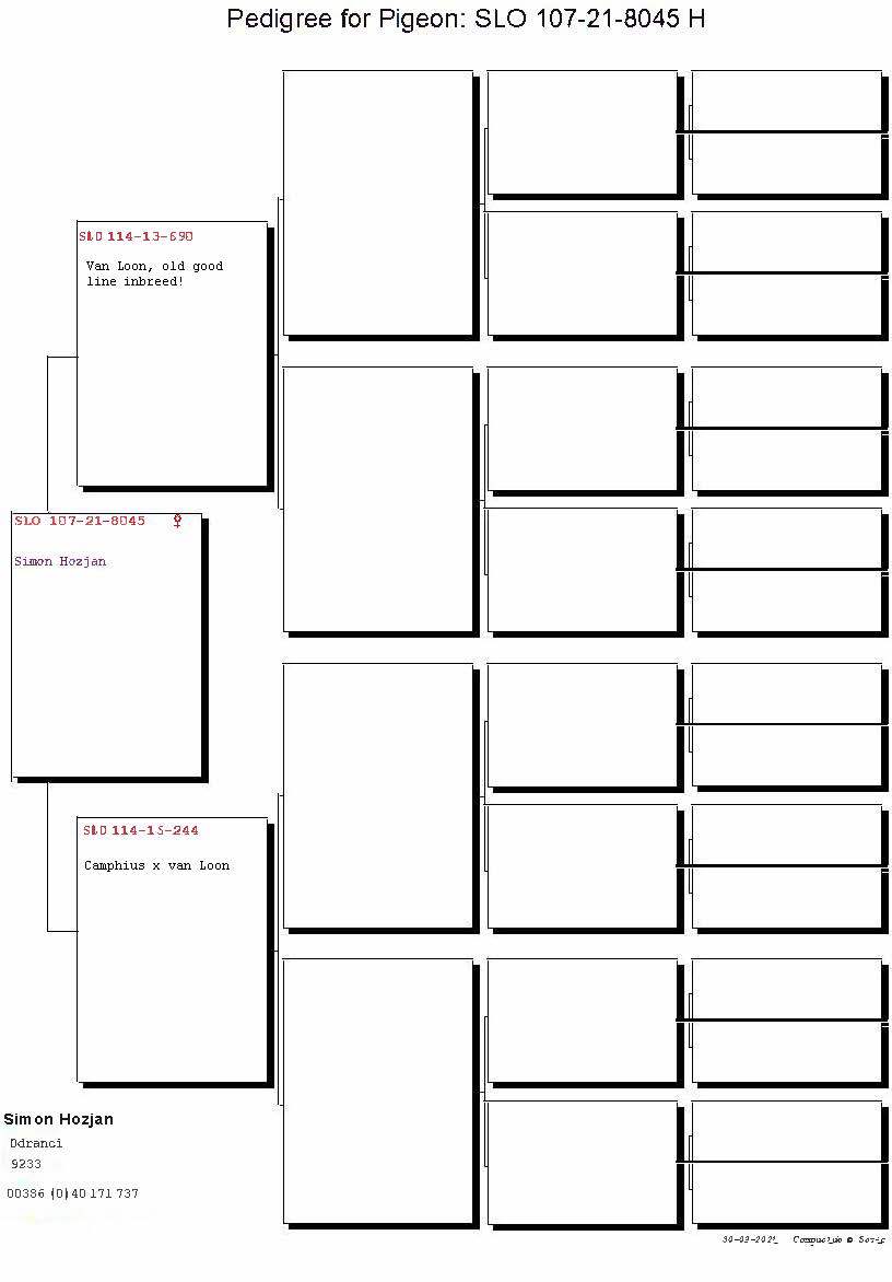 Pigeon pedigree image