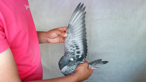 Pigeon image