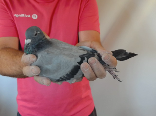 Pigeon image