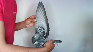 Pigeon image