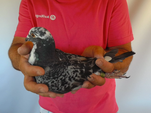 Pigeon image