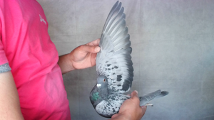 Pigeon image