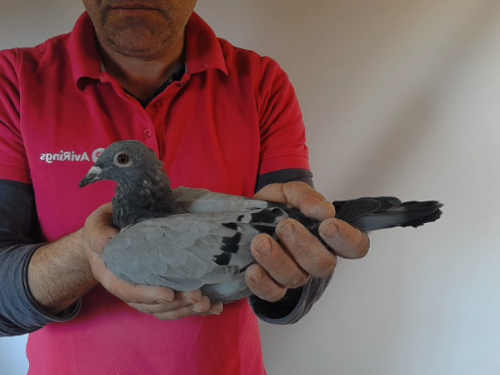 Pigeon image