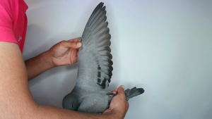 Pigeon image