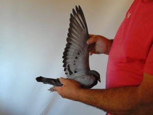 Pigeon image