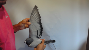 Pigeon image