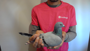 Pigeon image