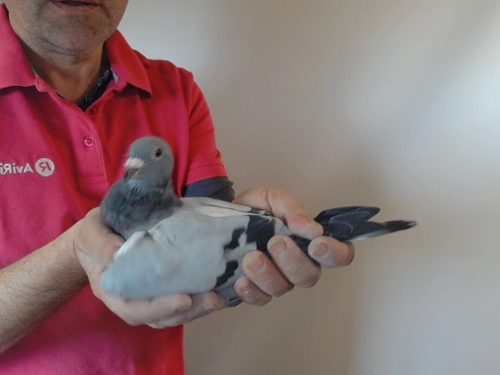 Pigeon image