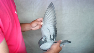 Pigeon image