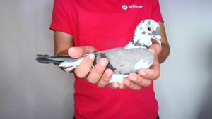 Pigeon image