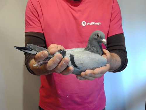 Pigeon image