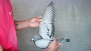 Pigeon image