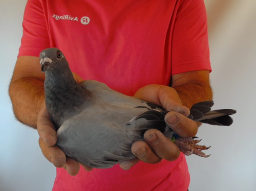 Pigeon image