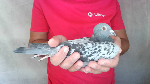 Pigeon image