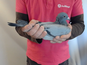 Pigeon image