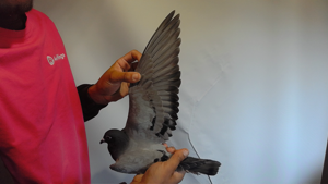 Pigeon image