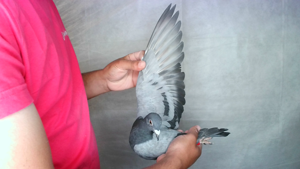 Pigeon image