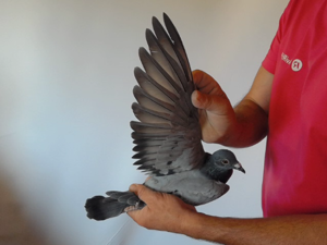 Pigeon image