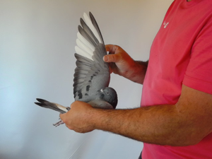 Pigeon image