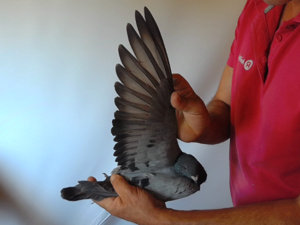 Pigeon image