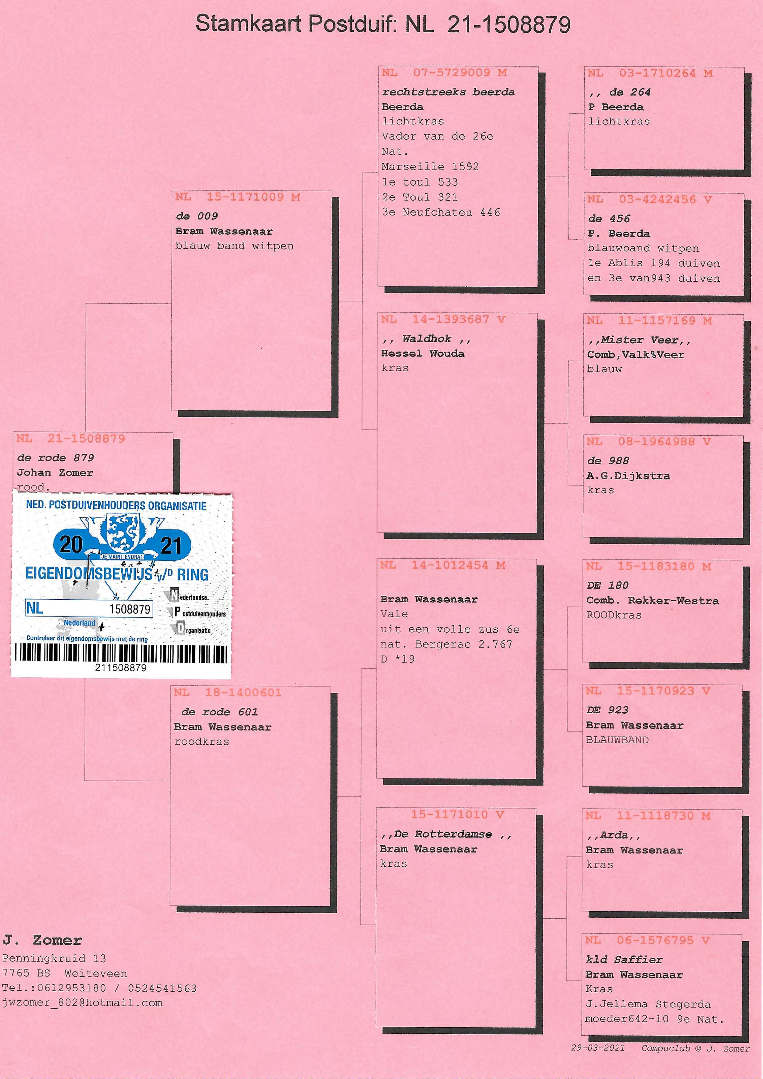 Pigeon pedigree image