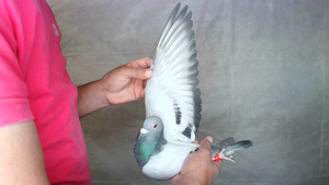 Pigeon image
