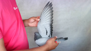 Pigeon image