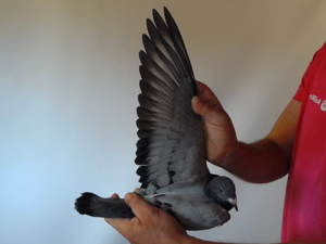 Pigeon image