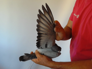 Pigeon image