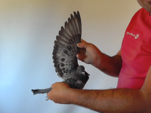 Pigeon image