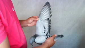 Pigeon image
