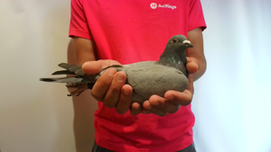 Pigeon image