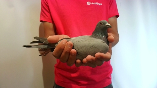 Pigeon image