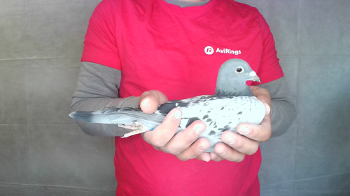 Pigeon image