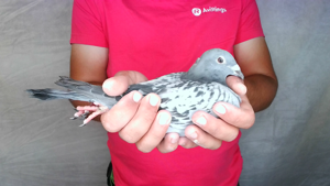 Pigeon image