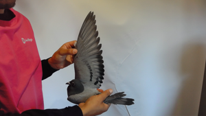 Pigeon image